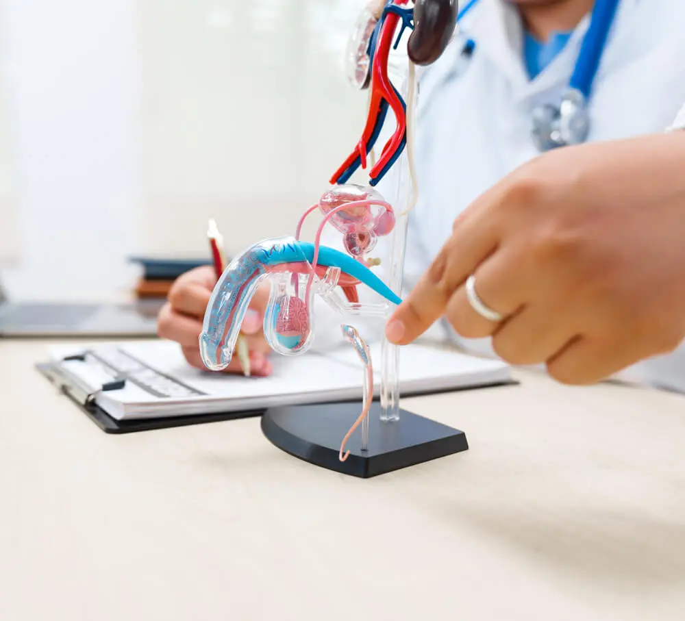 Arzt erklärt Prostatakrebs an einen anatomischen Model von Blase und Prostata