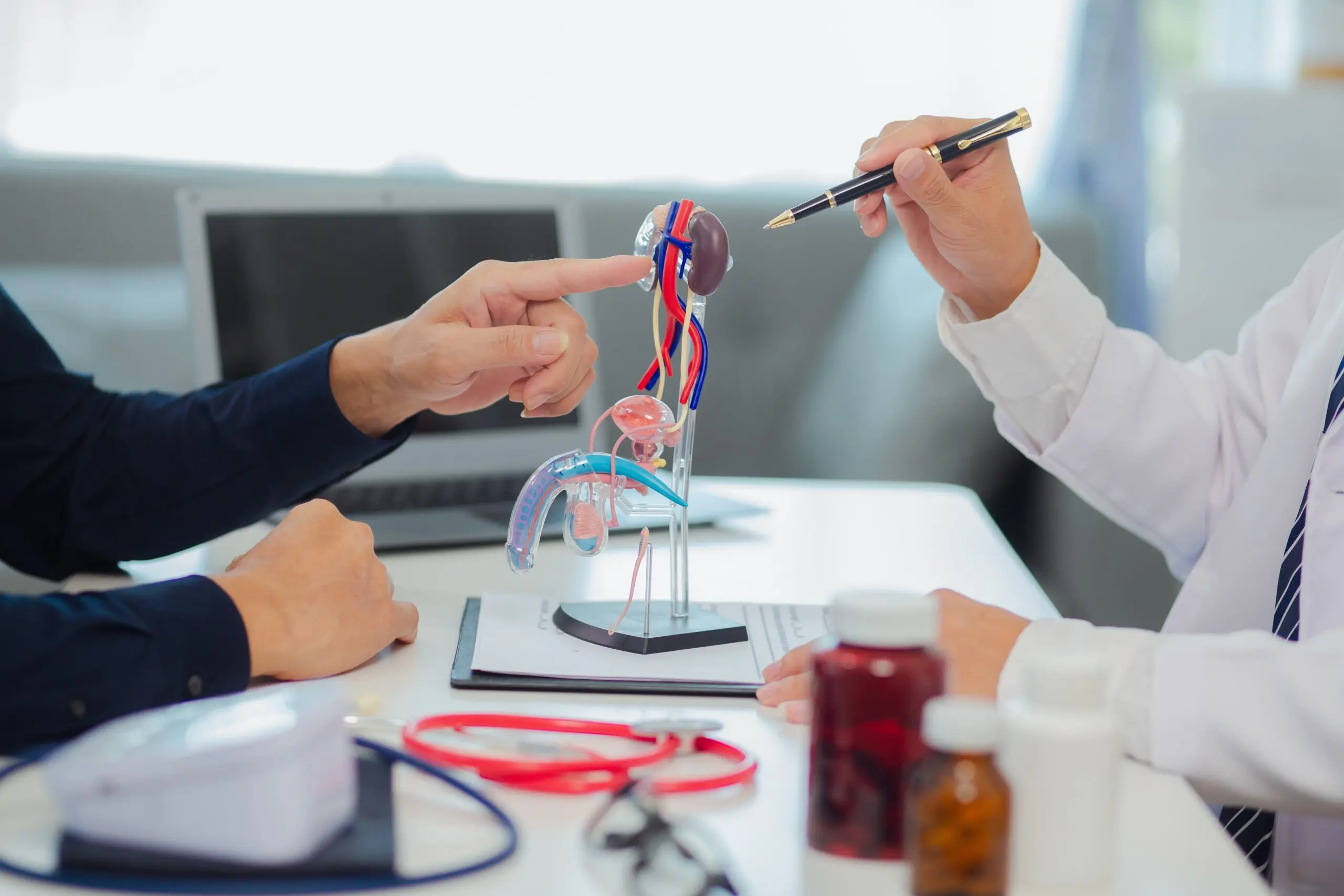 Arzt halt eine anatomische Figur der ableitende Harnorgane des Mannes und erklärt die Anatomischen Strukturen