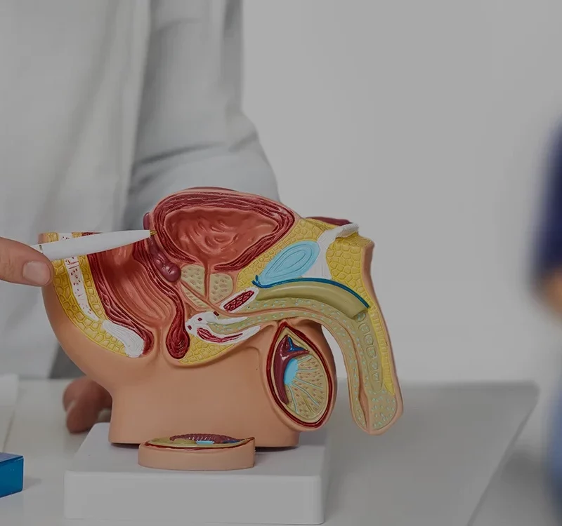 Anatomisches Modell des männlichen Beckens mit vergrößerter Prostata, dargestellt im Querschnitt, während ein Arzt auf die betroffene Stelle zeigt.